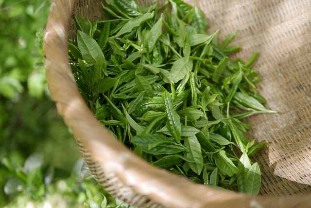 Đumbir+Zeleni Čaj - Za bržu potrošnju masnih naslaga